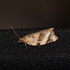 Neocalyptis affinisana