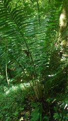 Ceratozamia