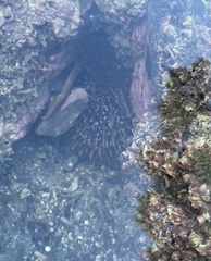 Evechinus