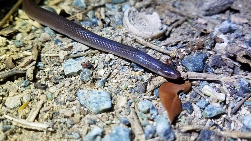 Roatán Longtail Snake