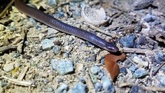 Enulius roatanensis