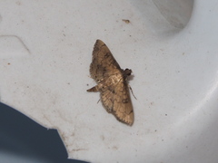 Nacoleia charesalis