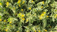 Alkanna orientalis
