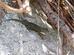 Sceloporus malachiticus