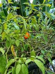 Capsicum pubescens