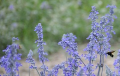 Salvia farinacea