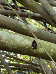 Pompelon marginata