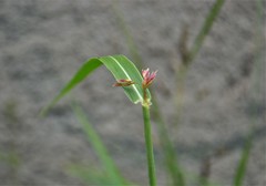 Commelina erecta