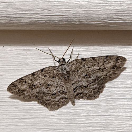 Small Engrailed photo 4