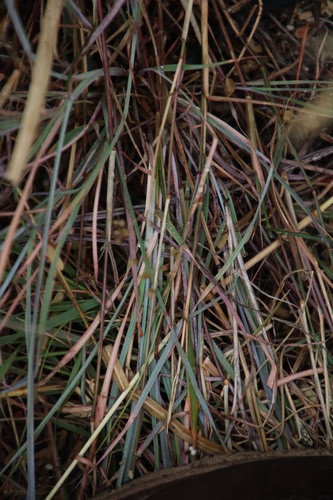 Image of Eragrostis obtusa by (c) Tony Rebelo, some rights reserved (CC BY-SA)