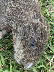 Thryonomys swinderianus