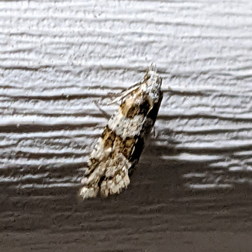 Silver-bordered Aethes photo 2