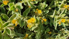 Alkanna orientalis