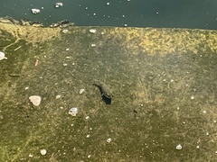 Tetractenos hamiltoni