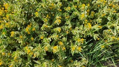 Alkanna orientalis