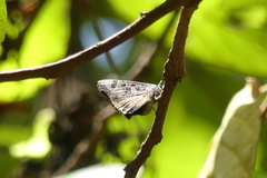 Arhopala hellenore