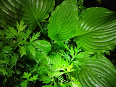 Hosta plantaginea
