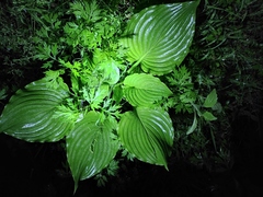 Hosta plantaginea