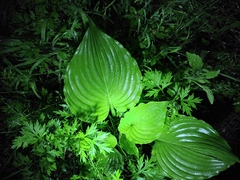 Hosta plantaginea