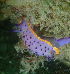 Mexichromis mariei