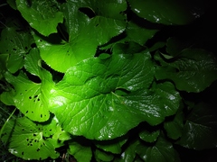 Ligularia fischeri