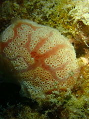 Aplidium opacum