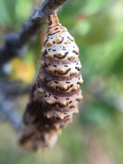 Euphydryas chalcedona