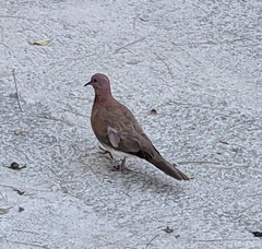 Streptopelia senegalensis
