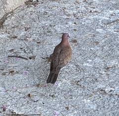 Streptopelia senegalensis