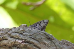 Arhopala hellenore
