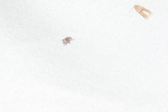 Conotrachelus recessus