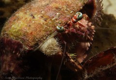 Dardanus pedunculatus