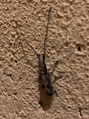Ptychoderini
