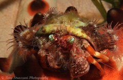 Dardanus pedunculatus