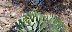 Agave parryi truncata