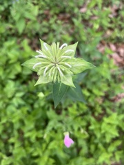 Monarda lindheimeri