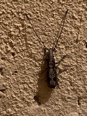Ptychoderini