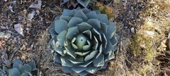 Agave parryi truncata