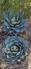 Agave parryi truncata