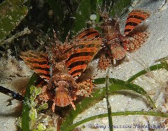 Dendrochirus brachypterus