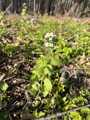 Alliaria petiolata