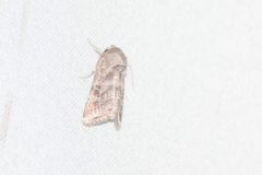 Lacinipolia erecta