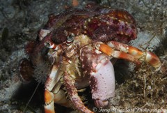 Dardanus pedunculatus