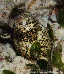 Callechelys marmorata