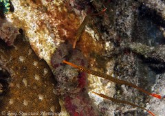 Dunckerocampus pessuliferus