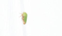 Ophiderma evelyna