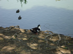 Anas platyrhynchos domesticus