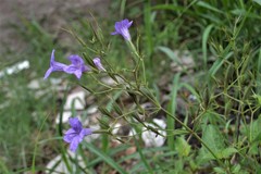 Ruellia