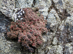 Protopannaria pezizoides