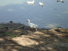 Anas platyrhynchos domesticus